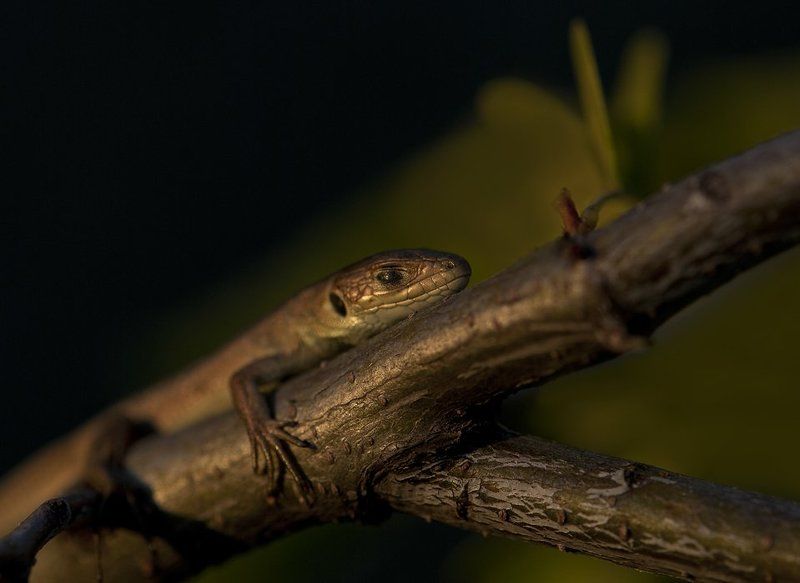 ящерица Релакс в закатных лучах...photo preview