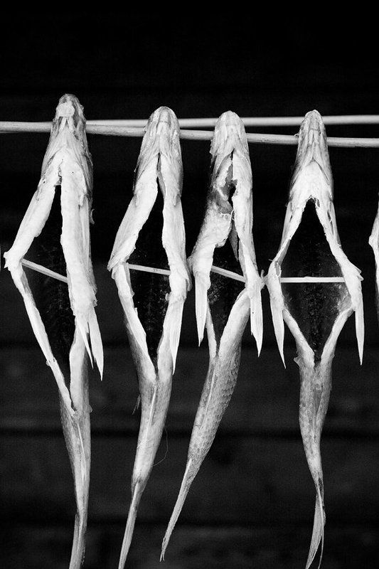 faniz 4photo preview