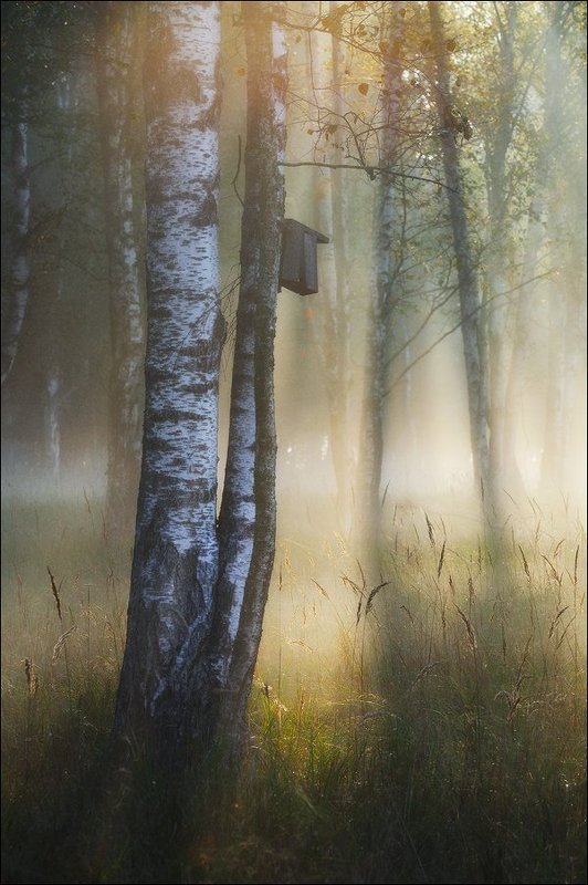 Старый скворечникphoto preview