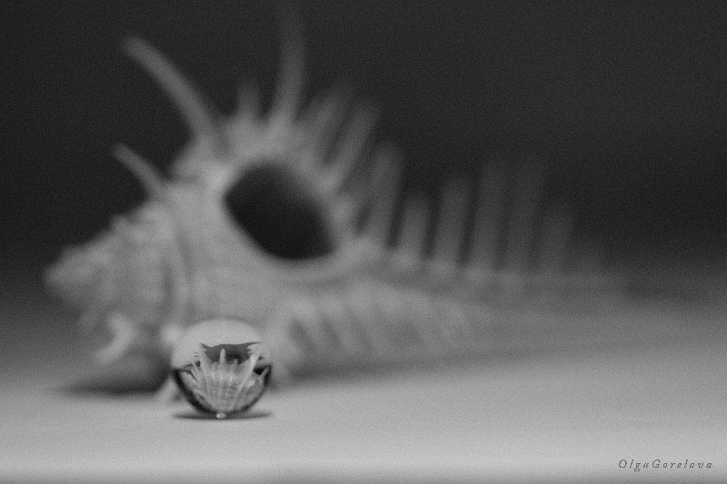 фото, чб, натюрморт, ракушка ракушка 4 фото превью
