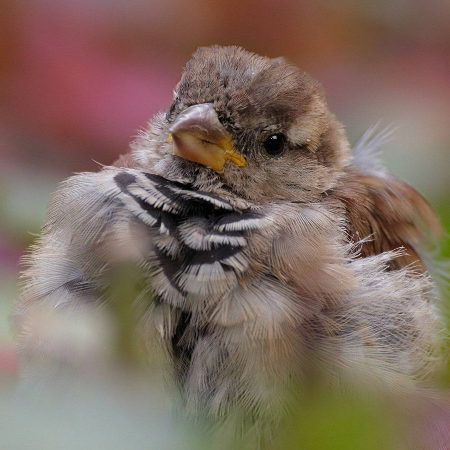 *. Автор: Prometej , Prometej