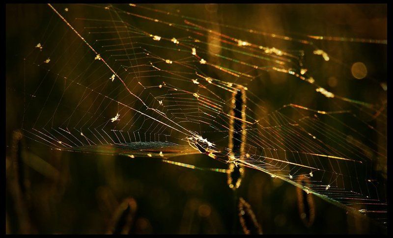 паутина, свет, радуга заплутавшая радуга фото превью