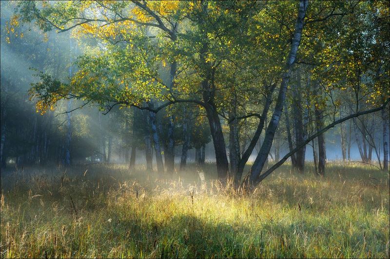 Утренний дождьphoto preview