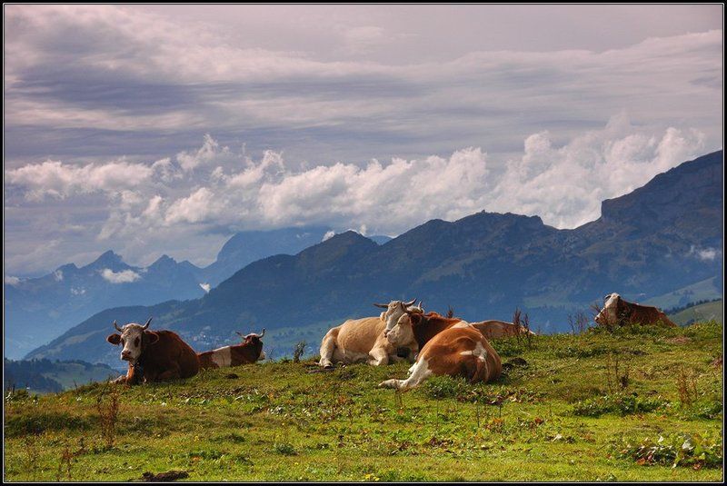 Толстухиphoto preview