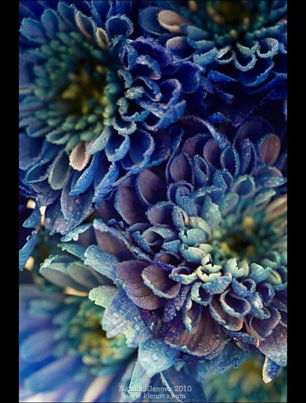 blue flowersphoto preview