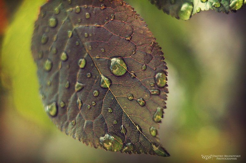 листочек, капли, макро drop on the leafphoto preview