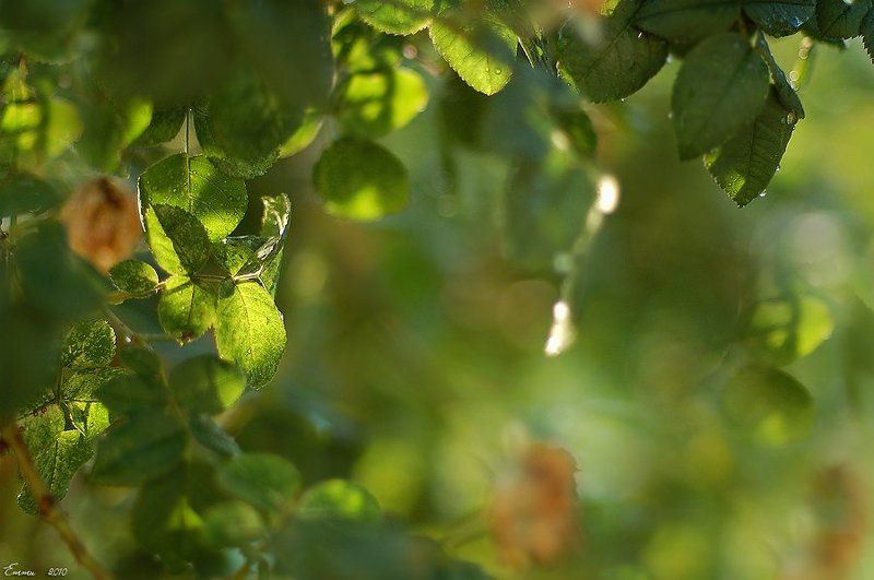 листья, ветка, зарисовка, свет, цвет, природа *** фото превью