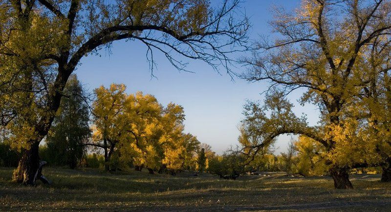 природа, зауралье, осень, пейзаж, фотограф, руденко, олег, курган ***photo preview