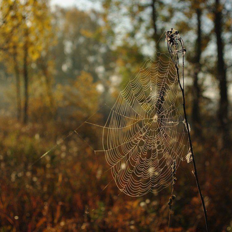 , Andrew (a-never) Nitsenko