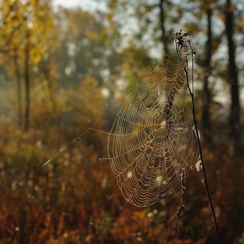 Осень в сети к нам летитphoto preview