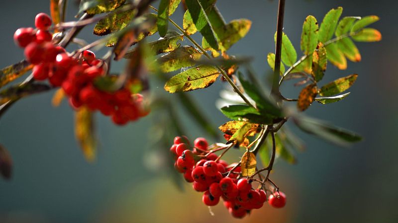 рябина рябинушка #20100919_1photo preview