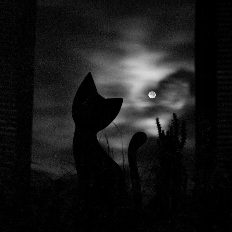 MoonCatphoto preview