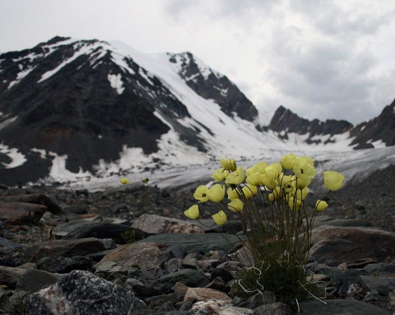 алтай, цветы Последние цветыphoto preview