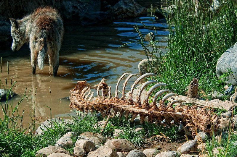 животные, волки, природа Волчекphoto preview