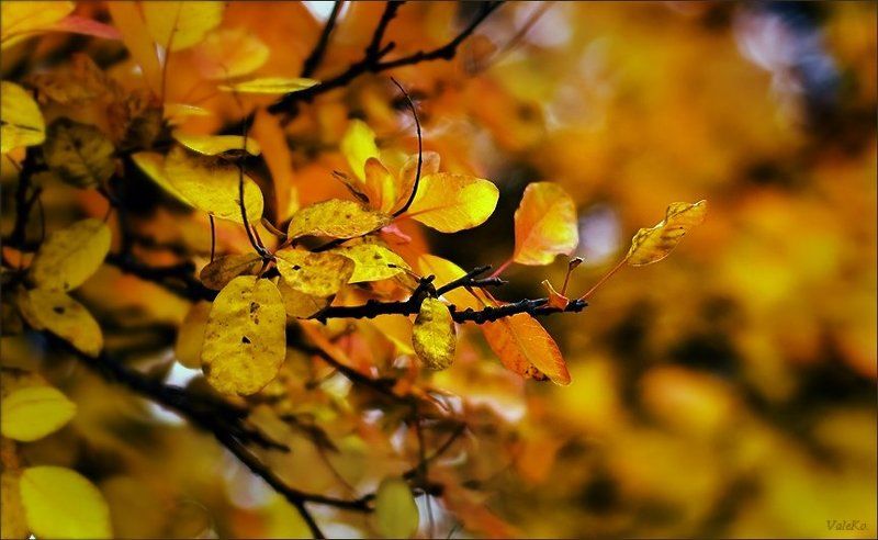 Осеньphoto preview