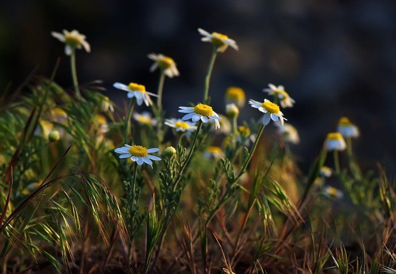 ромашки Ромашки полевые...photo preview