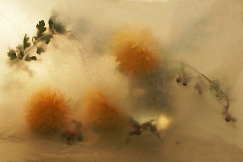 натюрморт, цветы, хризантемы Аромат жёлтогоphoto preview