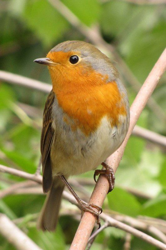 птица, парк, лето, малиновка Малиновкаphoto preview