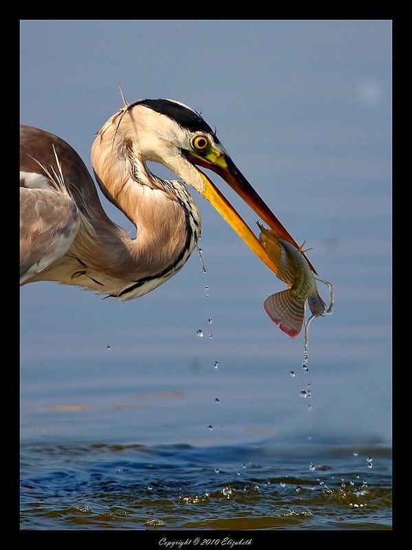 серая, цапля, grey, heron, израиль Cерая цапля с уловомphoto preview