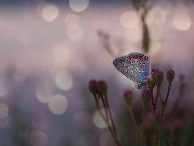 сон в летнюю ночьphoto preview