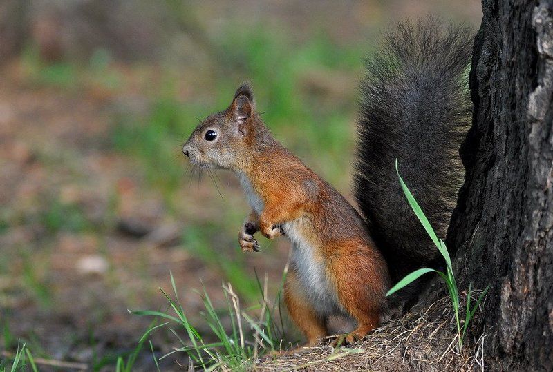 жисть леснаяphoto preview