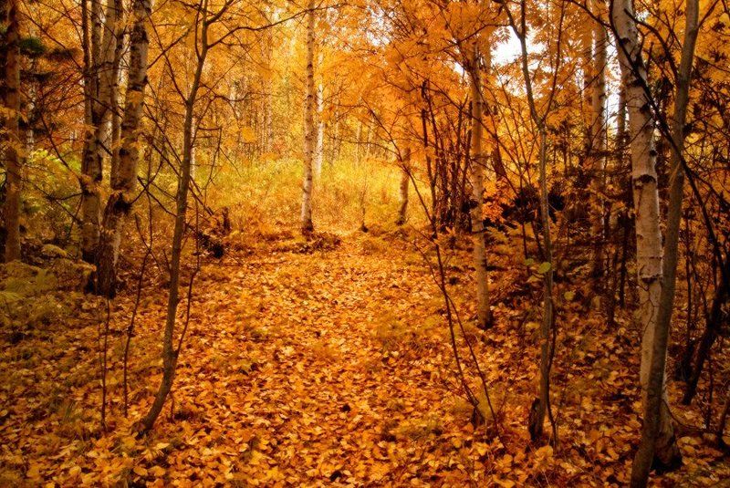 По золоту пройтисьphoto preview