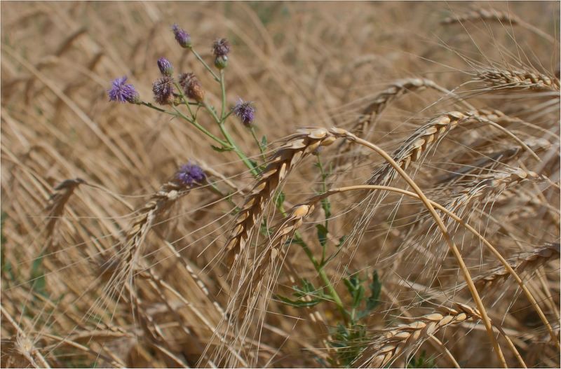 природа *****photo preview