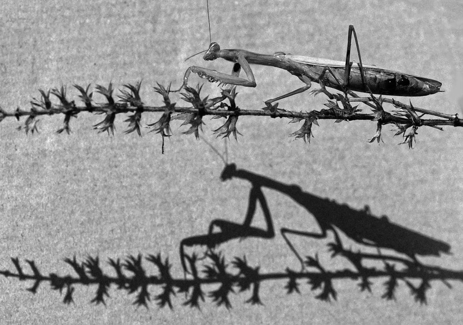 богомол, Татьяна Аверина