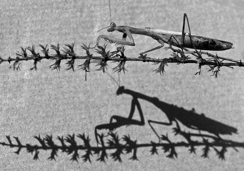 богомол Бой с тенью...photo preview