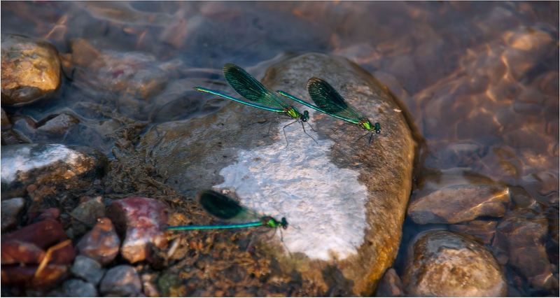 природа В   лучах   заката......photo preview