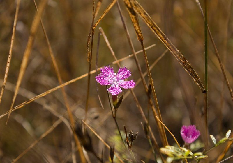 Сваровски от самой природыphoto preview