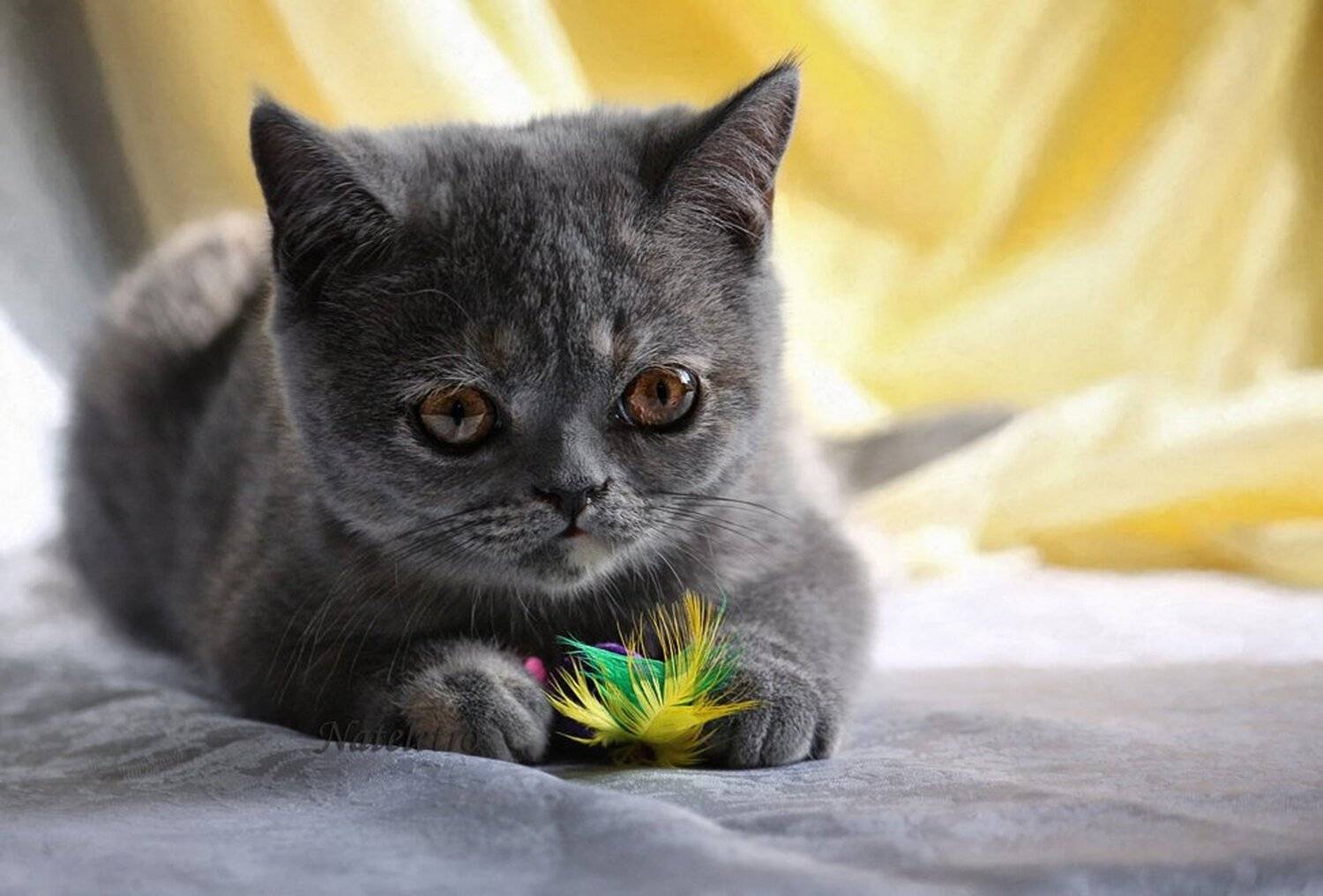 экзотический короткошерстный котёнок, пёрышко, мышка, Nateletro