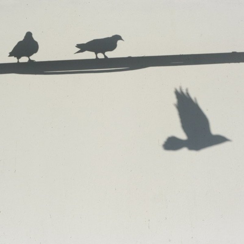 тени птицы...photo preview