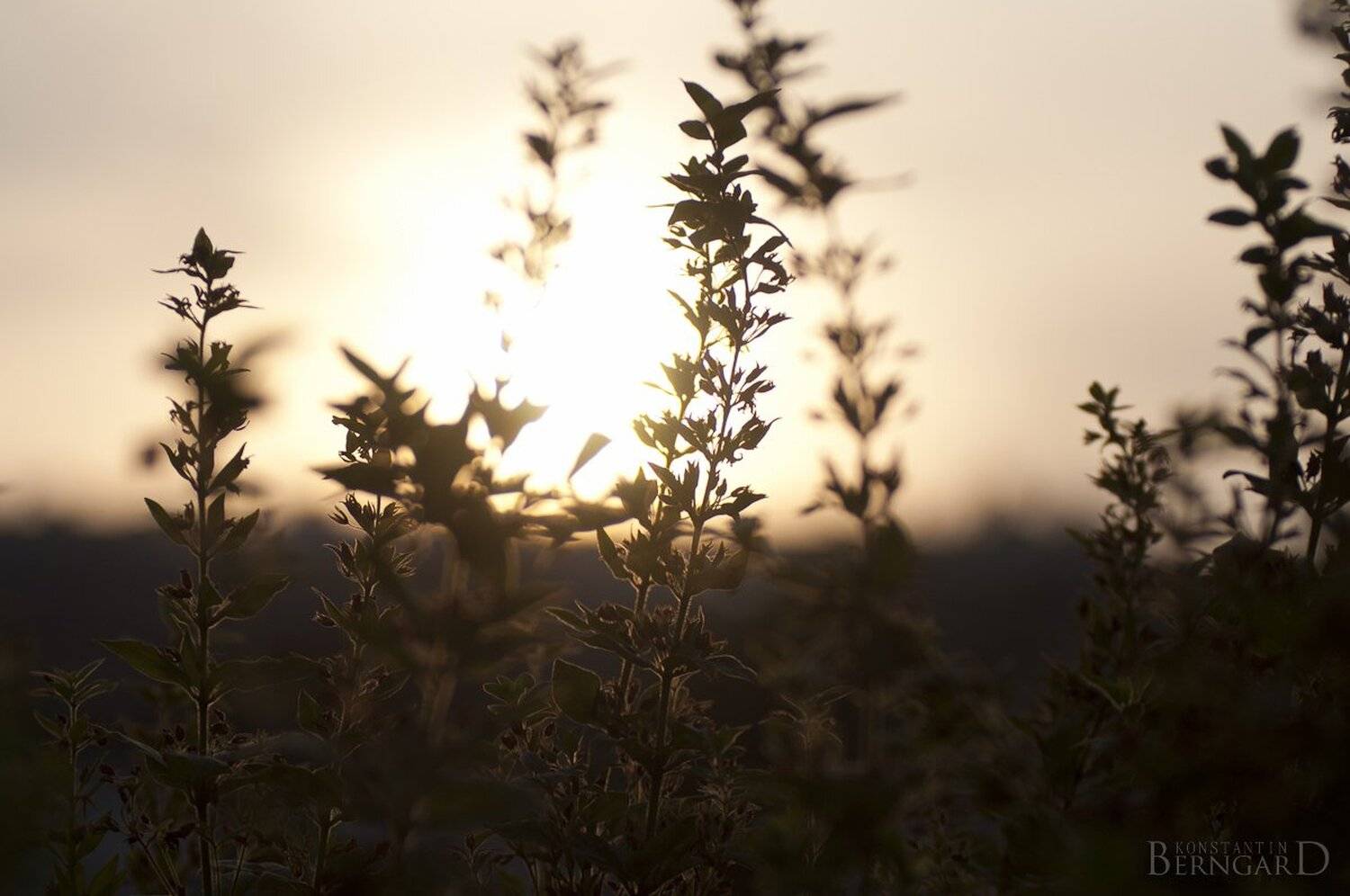 , Konstantin Berngard