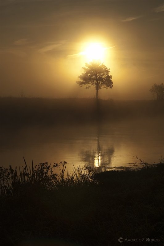 дерево, черное, желтое, расвет, солнце Избранное деревоphoto preview