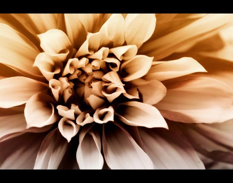 flower ***photo preview