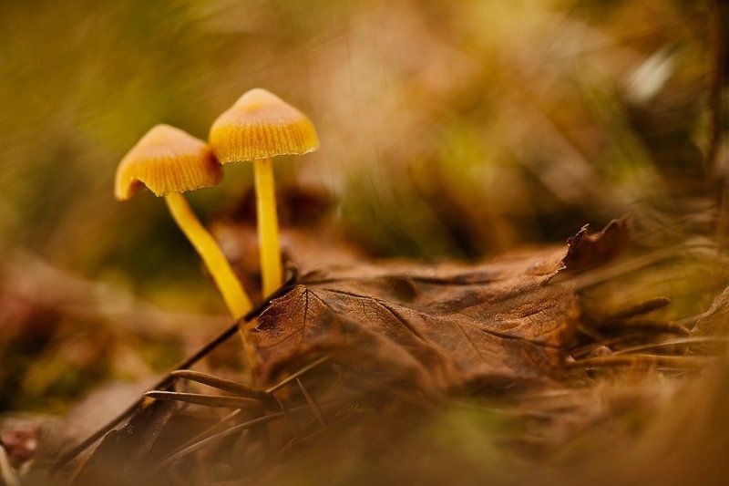 гриб, осень, любовь Осенняя любовьphoto preview