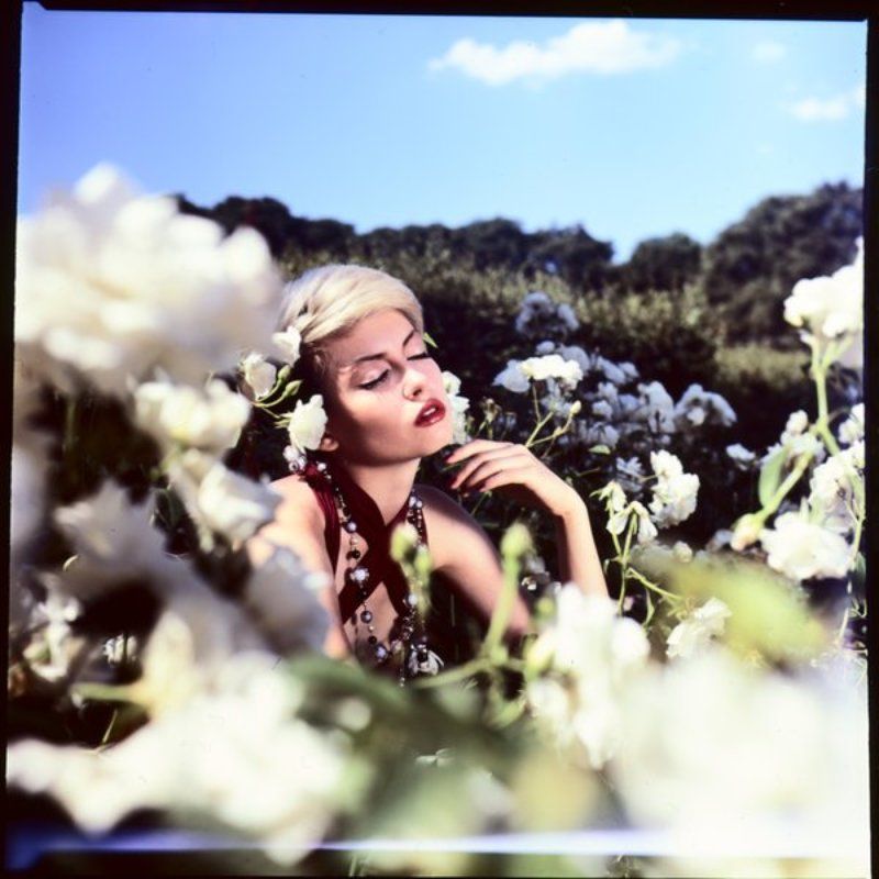 wild rosephoto preview