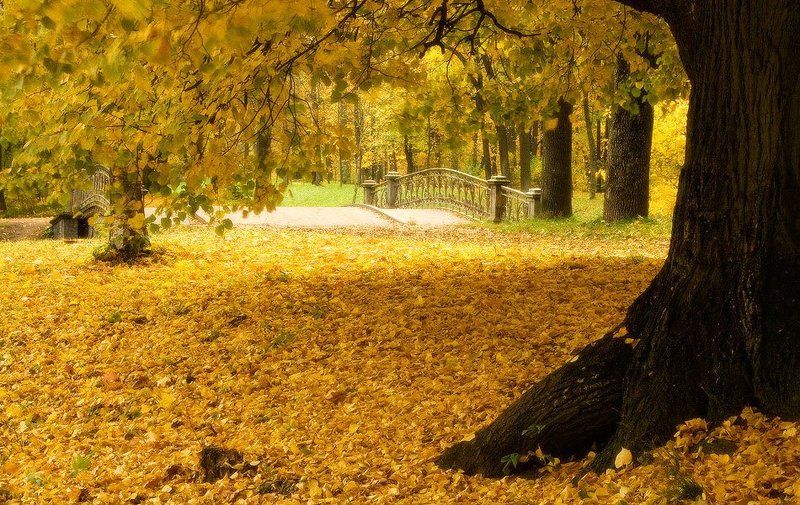 В золотеphoto preview