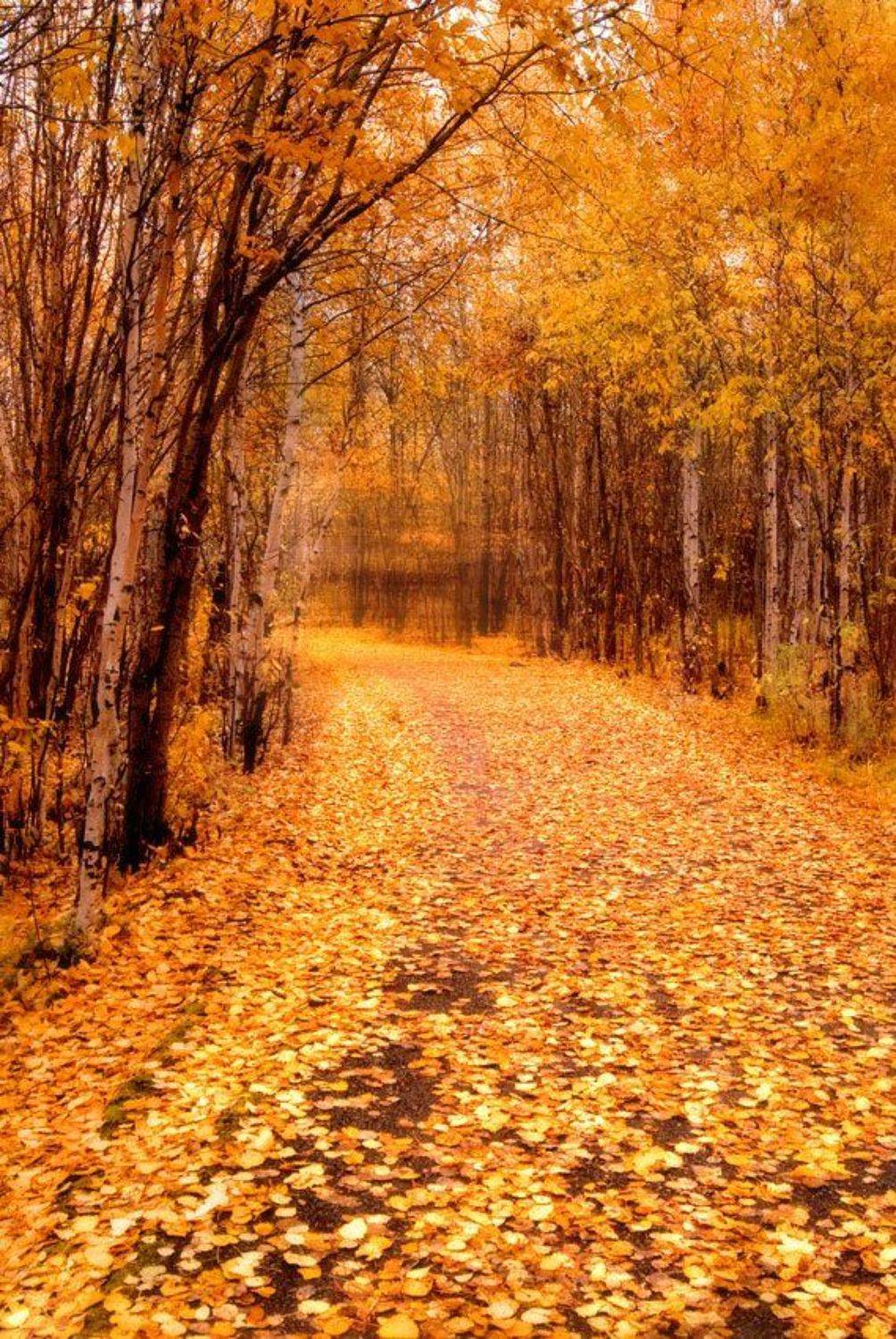 С осенью уйти.... Автор: Andrey Raspopov , Andrey Raspopov