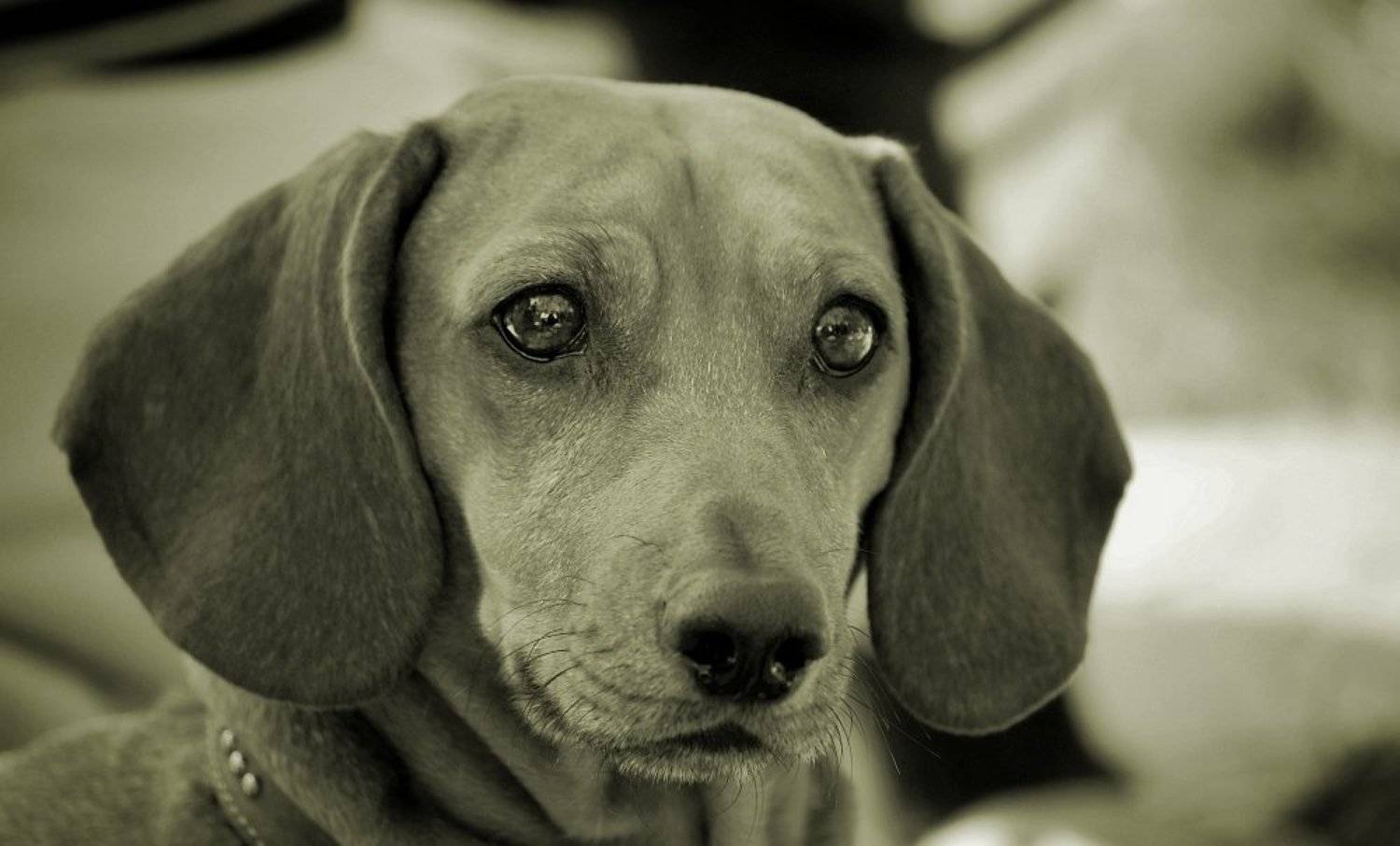 Автор: Евгений Смердов собака, друг, чб, взгляд, Евгений Смердов