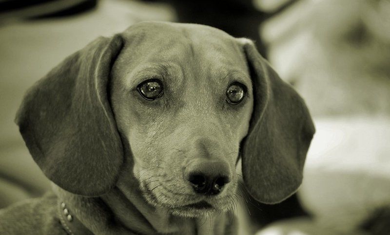 собака, друг, чб, взгляд photo preview