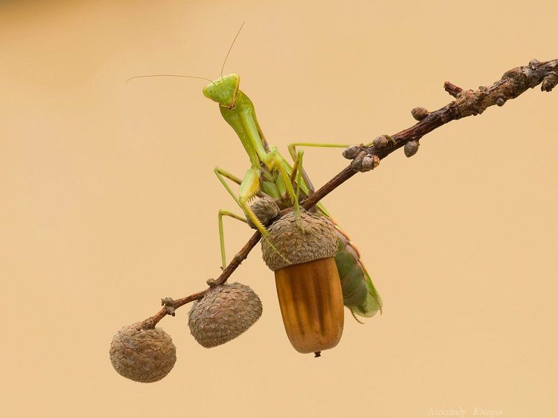 богомол Соло на ударныхphoto preview