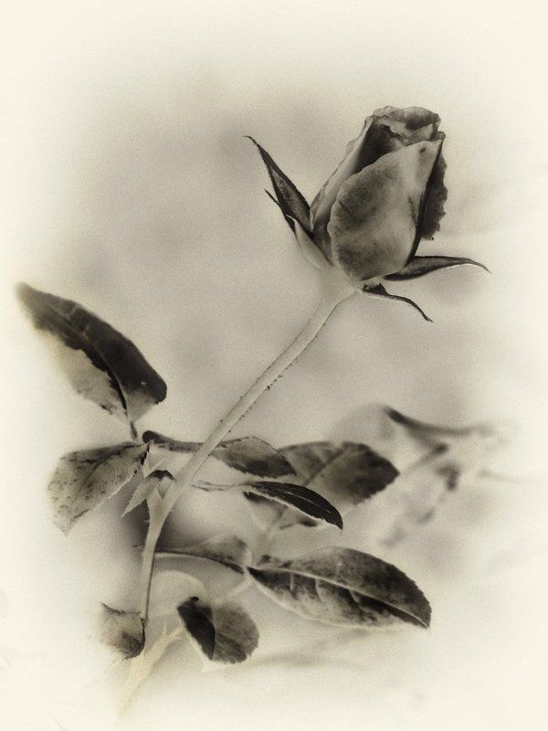 роза, настроение Настроение..photo preview