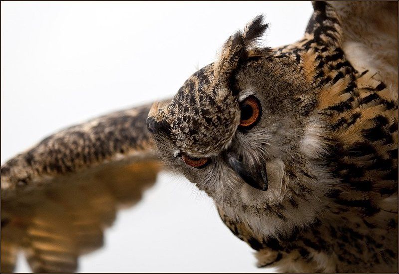 филин Дневной Дозорphoto preview