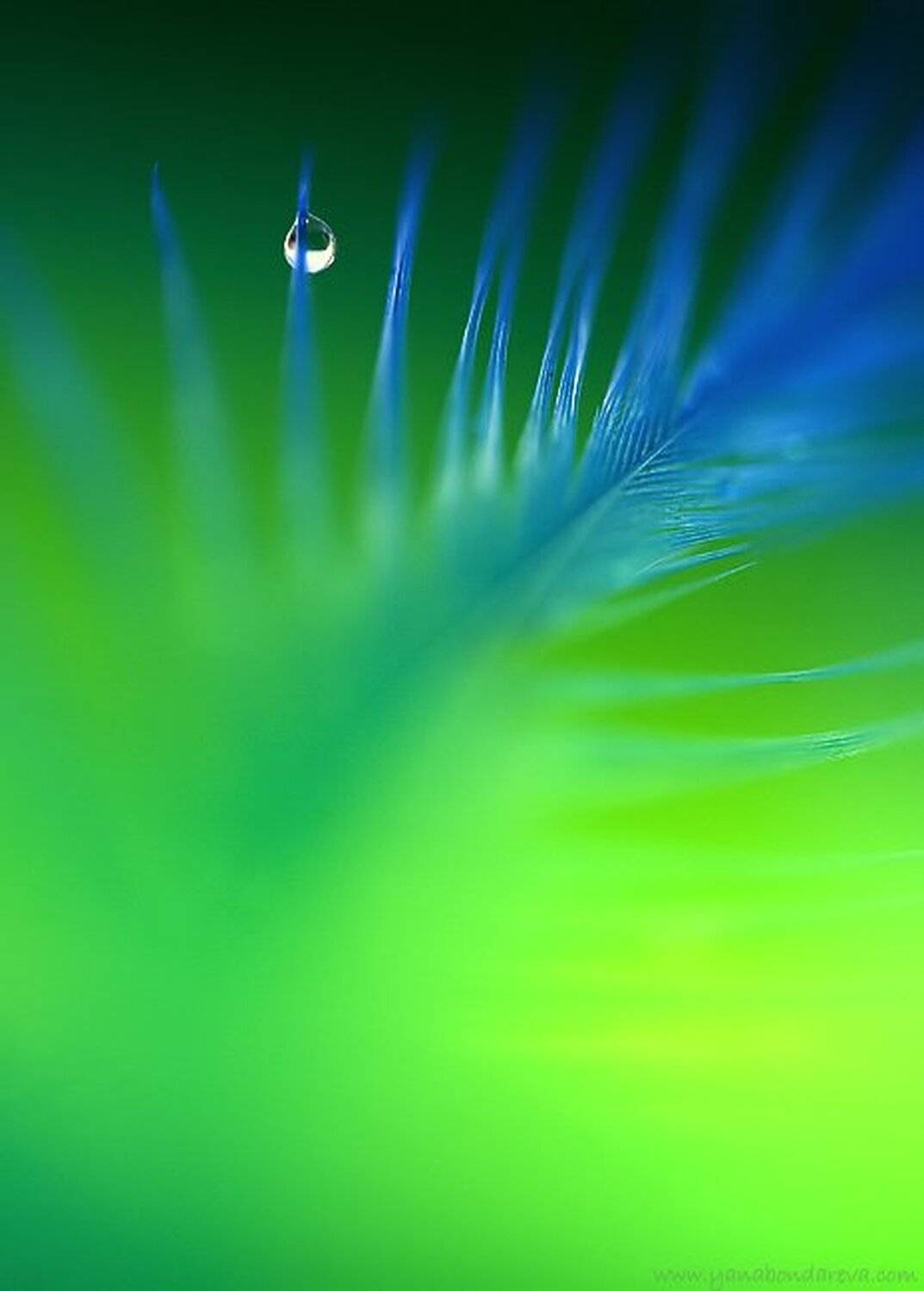 ***. Автор: Yana Bondareva , Yana Bondareva