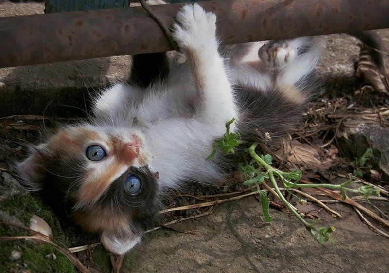 животные, котенок, кошки Голубоглазая шкодаphoto preview