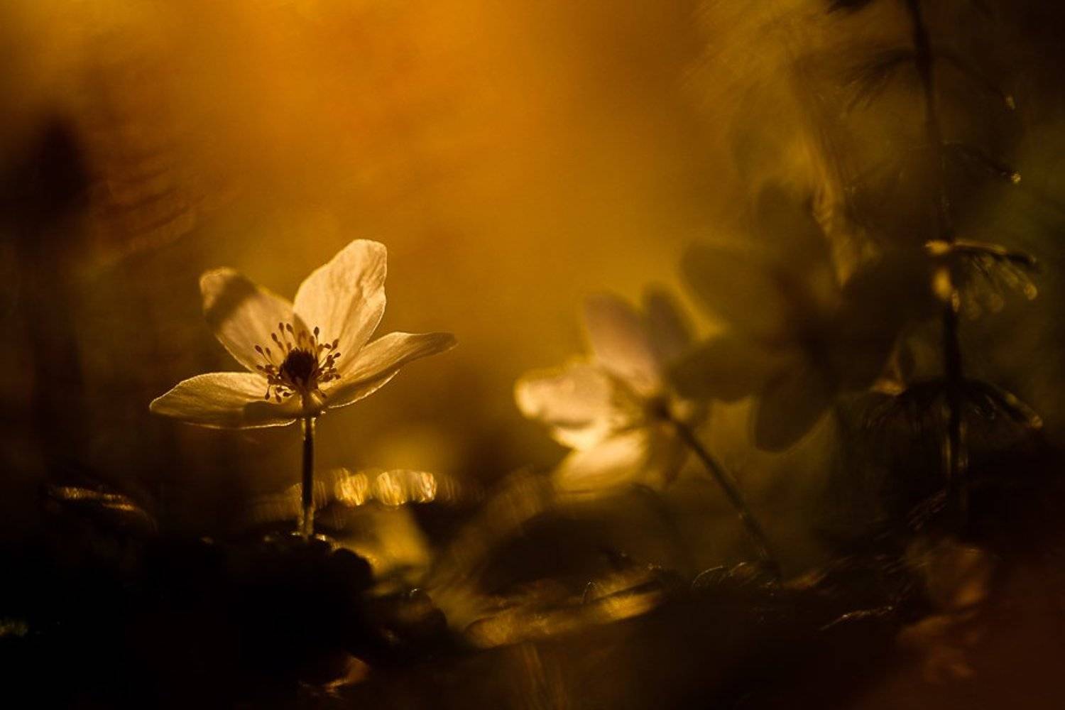 вечер, сумерки, цветы, Юлия