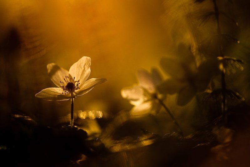 вечер, сумерки, цветы В сумерках..photo preview