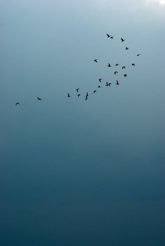 птицы, небо Домойphoto preview